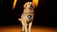 Vespers Hunting Dog (Image via Nexon)